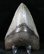 Cooper River Megalodon Tooth #12397-2